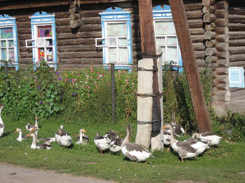 Gnseschar im Altai-Territorium